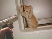 handsupkat.jpg