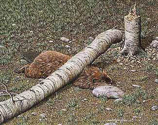 beaverproblems.jpg
